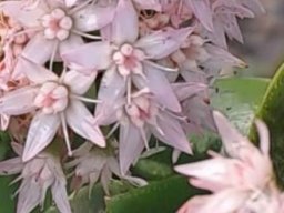 Crassula ovata flower details